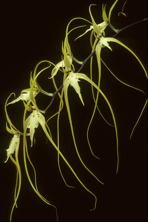 Brassia caudata