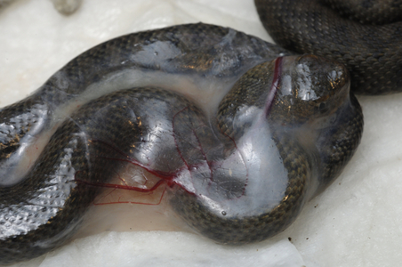 Vipera aspis/Vipere aspic/Asp Viper