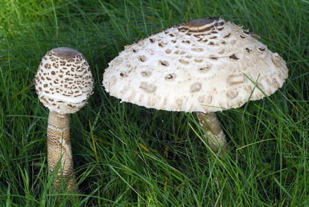 Macrolepiota procera/Lepiote high/Coulemelle/Knight ring