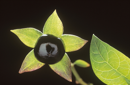 Atropa belladona/Atropa bella dona/Belladonna/Deadly Nightshade