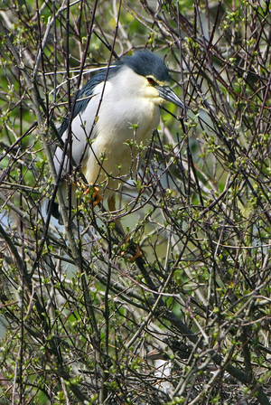 Nycticorax nycticorax/Heron Crowned Night Heron