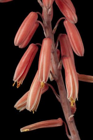 Aloe madecassa/Aloe