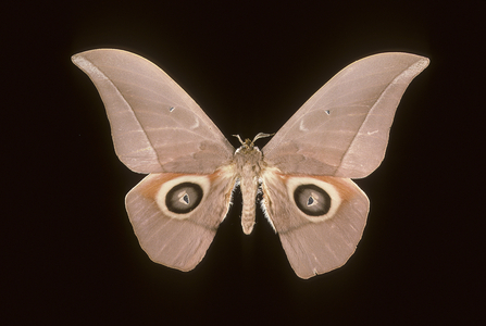 Lobobunea turlini
