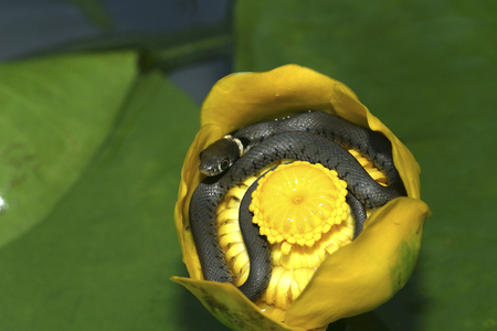 Natrix natrix/Necklace Snake/Ringed Snake
