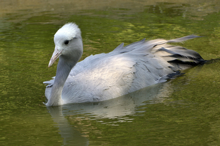 Anthropoides paradiseus/Paradise Crane/Blue Crane