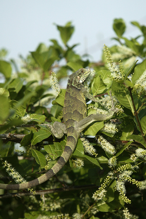 Iguana Iguana/Green Iguana