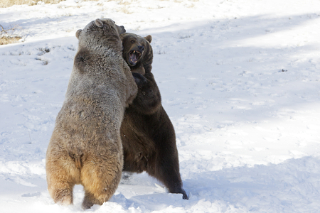 Ursus arctos horribilis/Brown bear/Grizzly bear