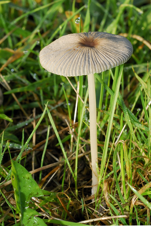 Coprinus plicatilis/Coprin pleisse/One day's Coprin