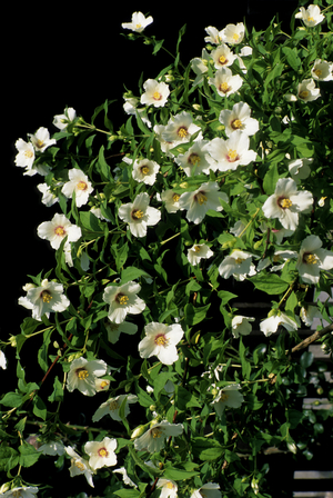 Philadelphus x/Belle Star Seringat/Mock Orange