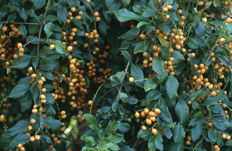 Duranta repens/Duranta erecta/Cayenne Vanillier/Brown Vanillier/Golden Dewdrop
