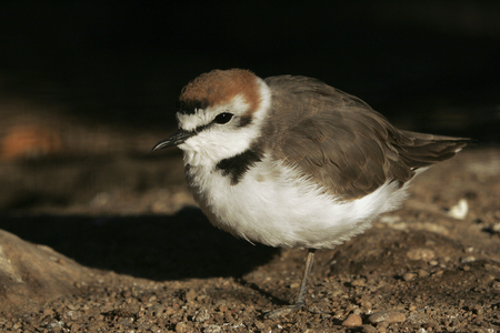 Charadrius alexandrinus/Interrupted-necked Gravelot/Interrupted-necked Plover/Kentish Plover