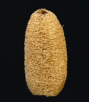 Luffa cylindrica/Vegetable Sponge/Tea Towel Liana/Sponge Gourd