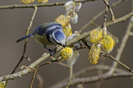 Parus caeruleus/Cyanistes caeruleus/Mesange bleu/Blue Tit