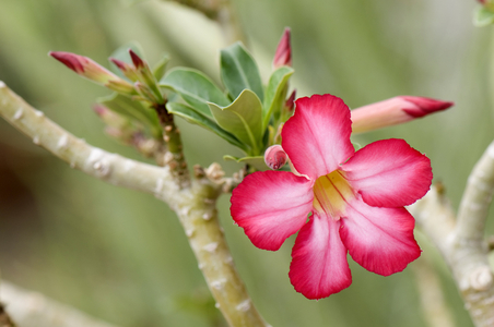 Adenium obesum/Desert Rose/Desert Rose