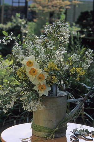 Narcissus/Amelanchier/Mahonia