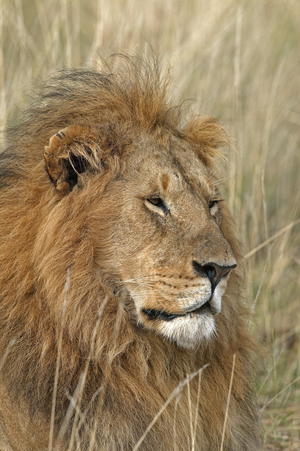 Panthera leo/Lion