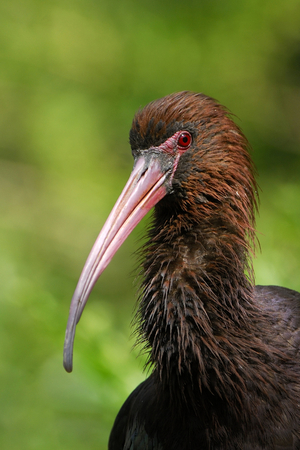 Plegadis ridgwayi/Ibis de Ridgway/Puna Ibis
