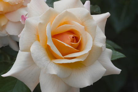 Rosa x/Pink 'Marjoram'