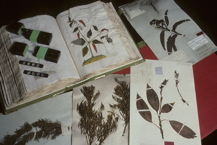Herbarium of the 16th century/Natural History Museum of Vienna/Austria