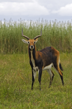Kobus leche smithemani/Black cobe/Black Lechwe