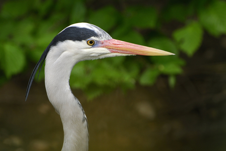 Ardea cinerea/Heron ash/Grey Heron