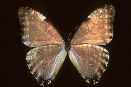 Morpho thamyris