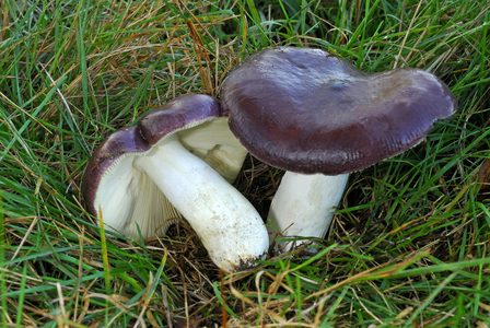 Russula brunneola/Russula brunette