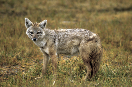 Canis aureus/Common Jackal/Golden Jackal/Golden Jackal