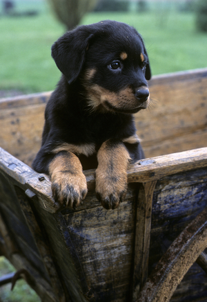 Dog/Breed: Rottweiler/Puppy