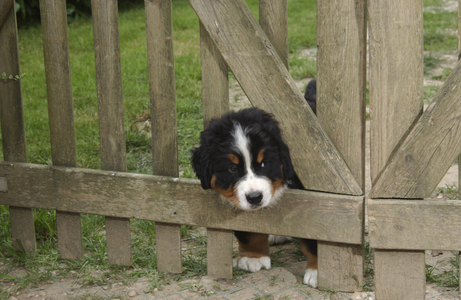 Dog/Breed: Bernese Shepherd/Puppy
