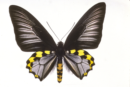 Troides hypolitus