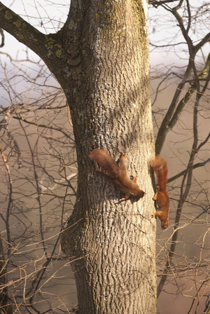 Sciurus vulgaris/Red Squirrel/Red Squirrel