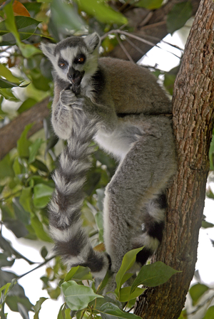Lemur catta/Lemur catta/Maki catta/Ring Tailed Lemur
