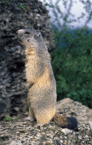 Alpine marmot/Marmota marmota