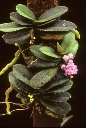 Schoenorchid pachyacris