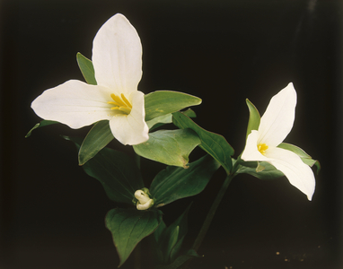 Trillium grandiflorum/Large-flowered trillium/White trillium
