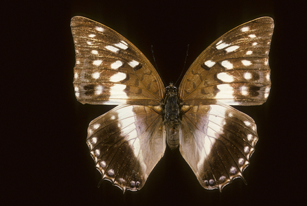 Charaxes ameliae/Female
