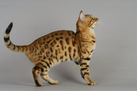 Cat/Breed: Bengal/Dress: Brown Spotted Tabby/Name: Bagherra de la Tender Complicite - MANDATORY Mention: L'Arche Feline