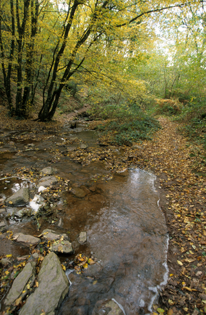 Mouille-Croute Creek/Legend of Merlin the Enchanting/Broceliande Forest/Paimpont/Ille et Vilaine/Brittany/France