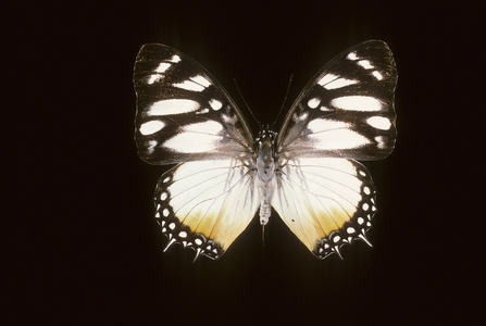 Charaxes lydiae