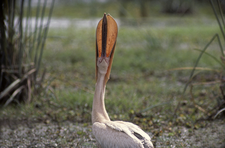 Pelecanus onocrotalus/Pelican white/European White Pelican/Great White Pelican