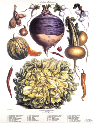 Vimorin board/Old legumes/Rutabaga cabbage/Chicoree sacrole/Shallot/Half long radish/Round white radish/Yellow Dutch Nevet/Orange cantaloup melon/Cherry pepper/Long yellow pepper/Cayenne pepper
