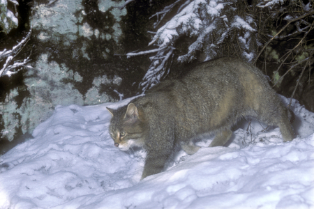 Felis silvestris/Wild Cat/Forest Cat/Wild Cat