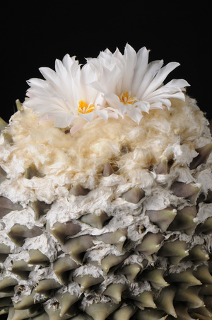 Ariocarpus retusus