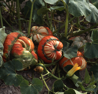 Cucurbita maxima/Squash 'Turtle Beanie'/Pumpkin