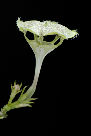 Ceropegia petignatii/Ceropegia