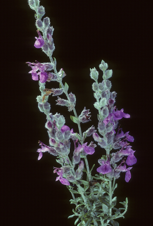 Teucrium marum/Germandree marum/Geramndree of cats/Cat Thyme