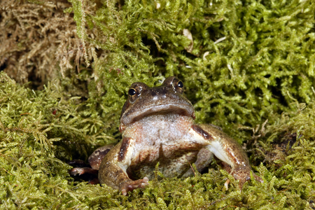 Rana temporaria/Red Frog/Common Frog