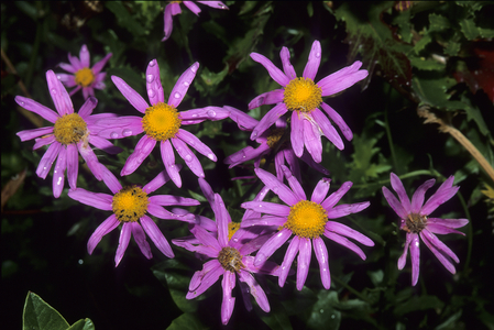 Senecio elegans/Senecon elegant