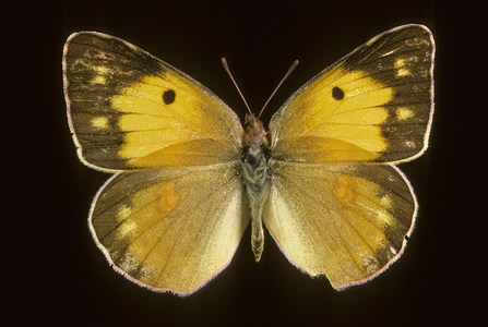 Colias crocea/Marigold/Male